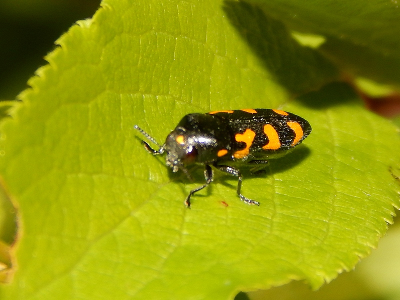 Imenottero mai visto... per forza! Ptosima undecimmaculata